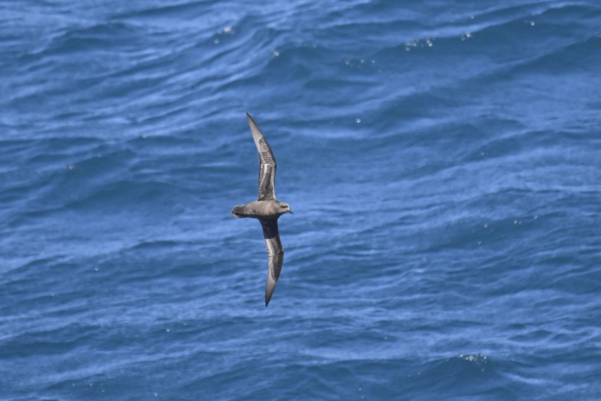 Great-winged Petrel - ML636281805