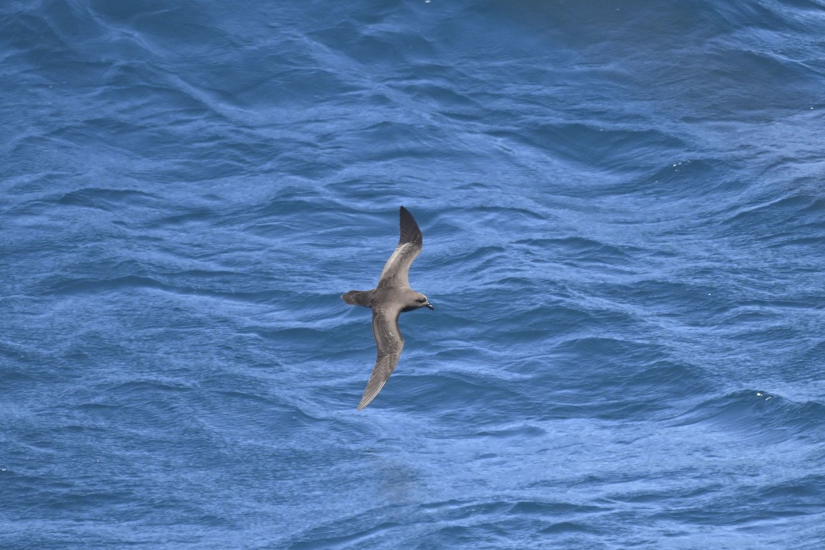 Great-winged Petrel - ML636281807