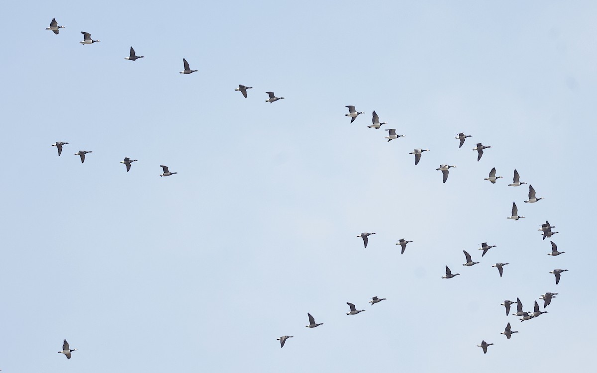 Brant - ML636281868