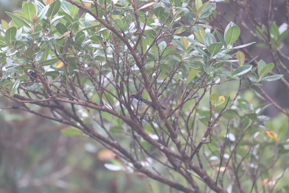 Yellow-crowned Flowerpecker - ML636281965