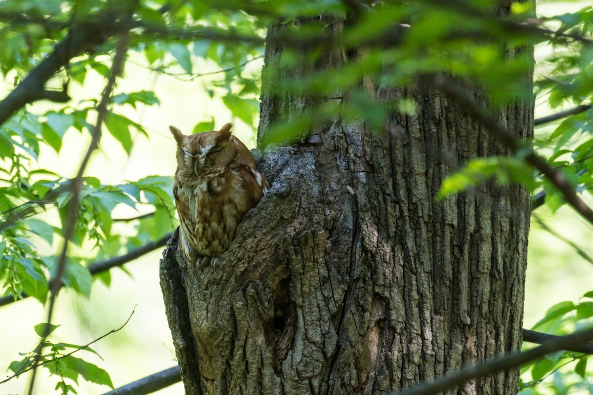 Eastern Screech-Owl - ML636281995