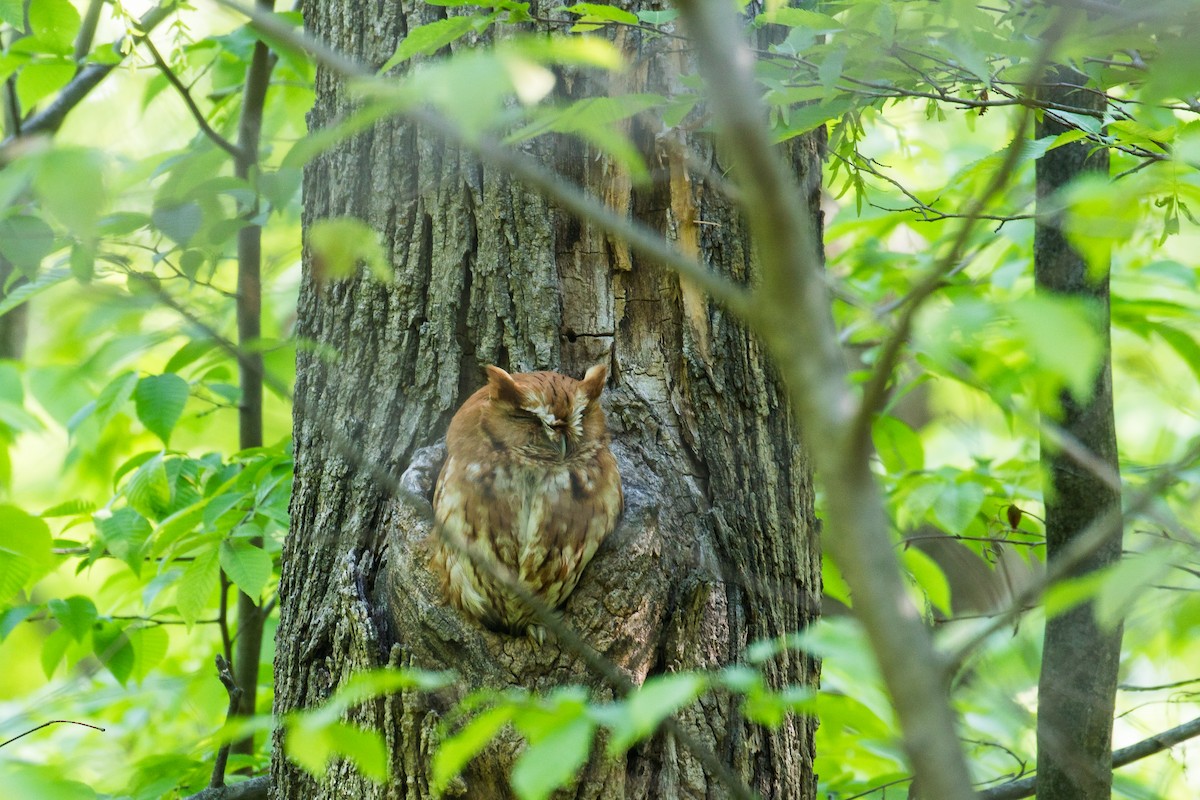 Eastern Screech-Owl - ML636281996