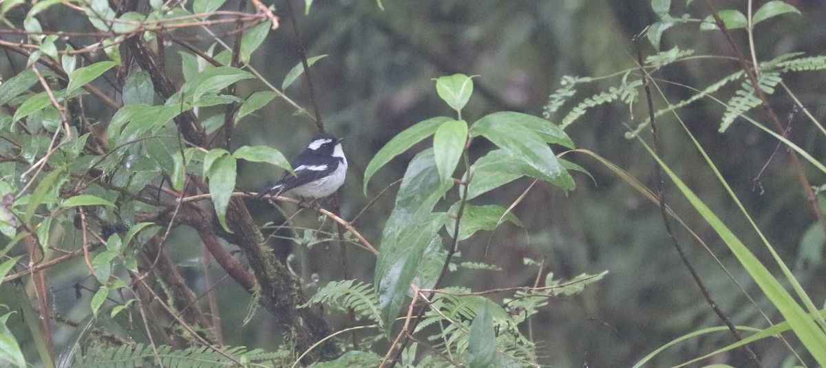 Little Pied Flycatcher - ML636282047