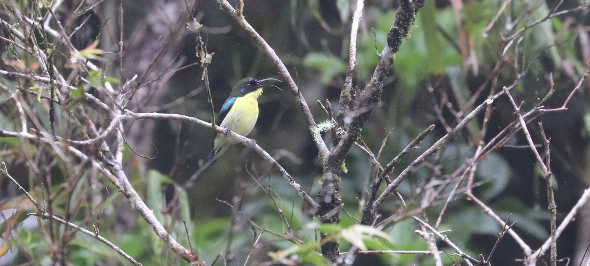 Metallic-winged Sunbird - ML636282062