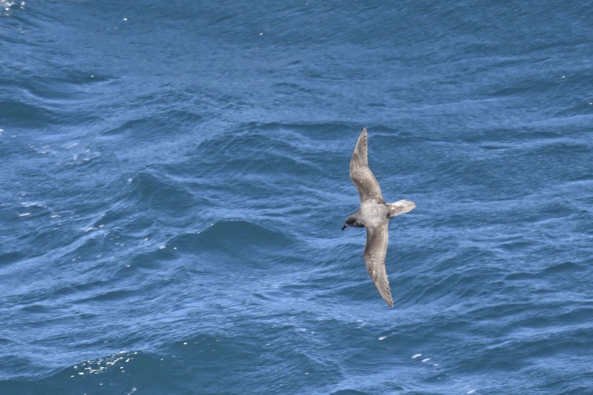 Soft-plumaged Petrel - ML636282086