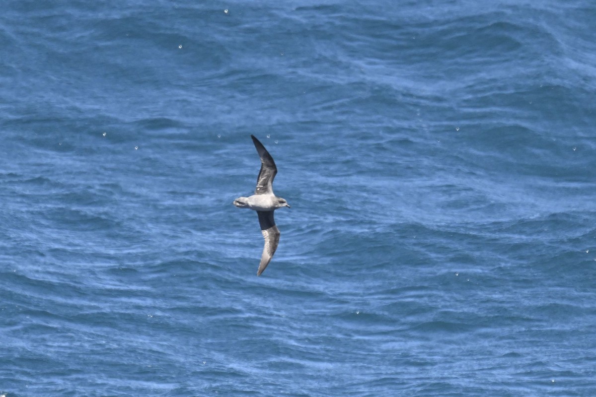 Soft-plumaged Petrel - ML636282087