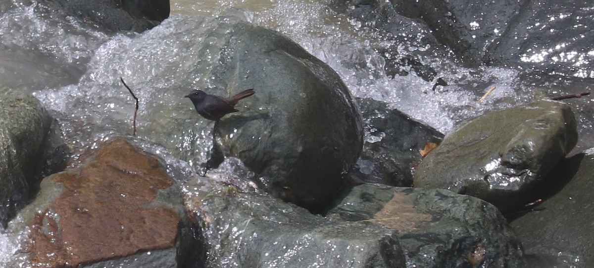 Luzon Redstart - ML636282102