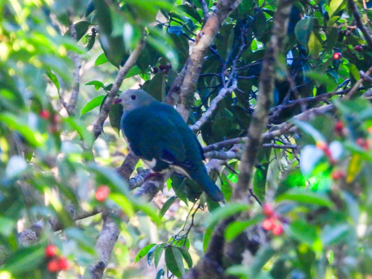 Cream-breasted Fruit-Dove - ML636282119