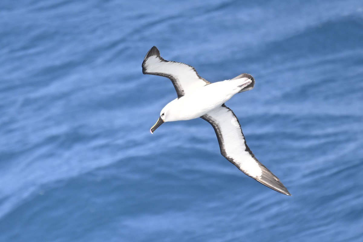 Indian Yellow-nosed Albatross - ML636282128