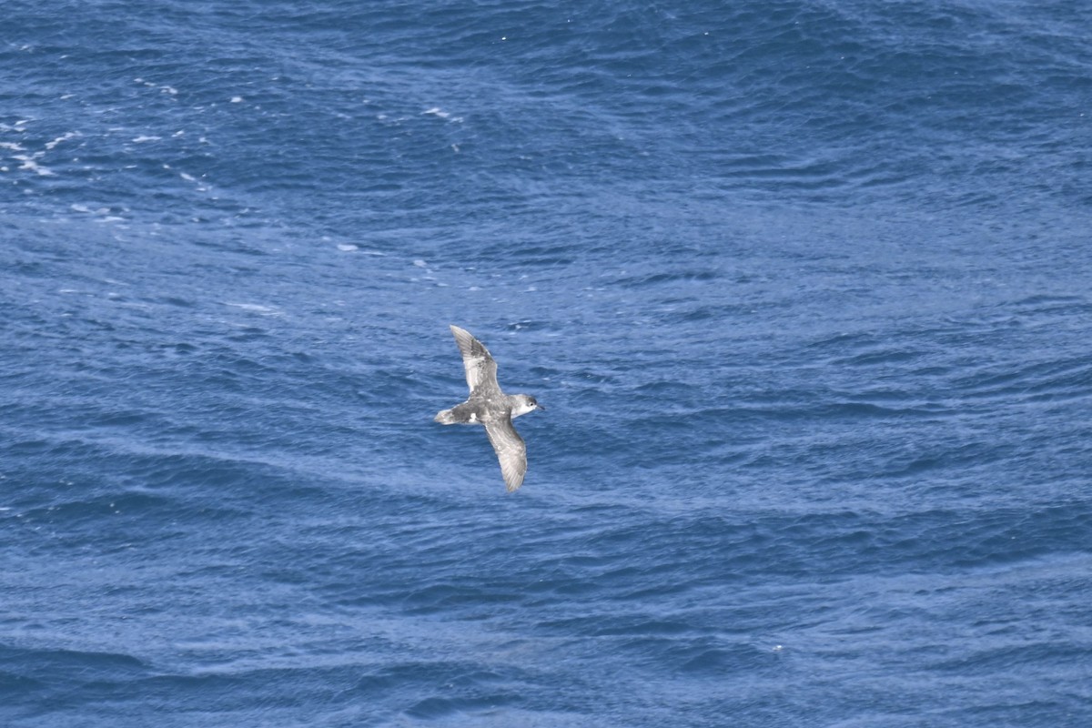 Subantarctic Shearwater - ML636282137