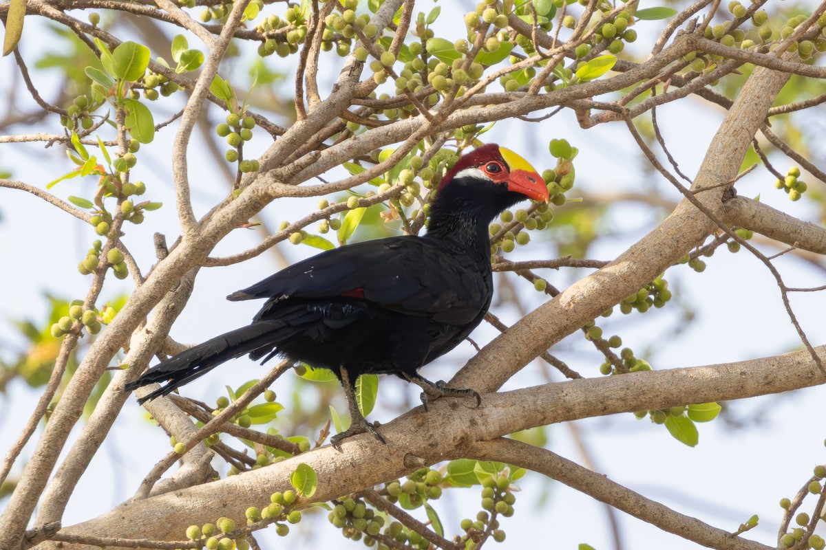 Violet Turaco - ML636282143