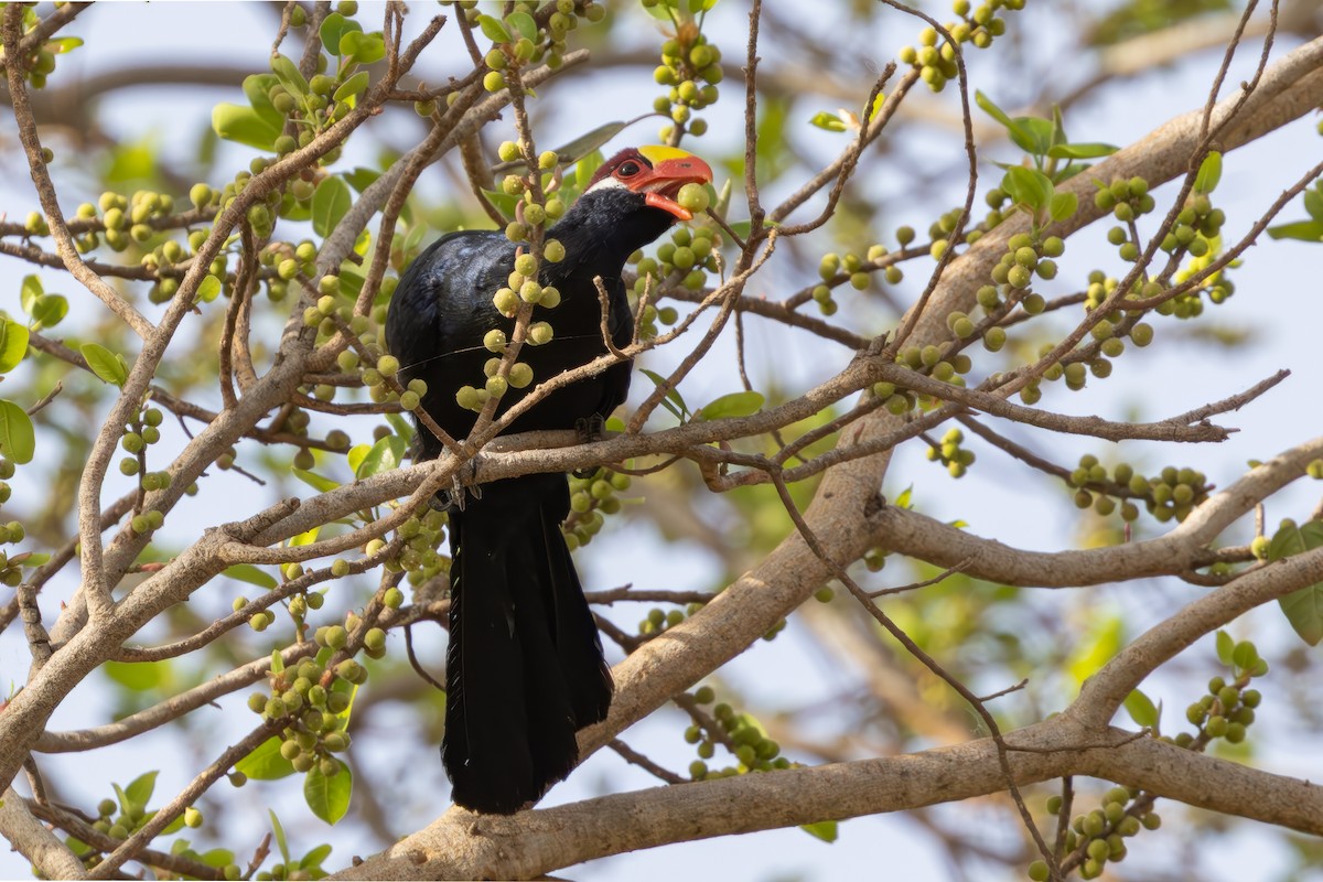 Violet Turaco - ML636282144