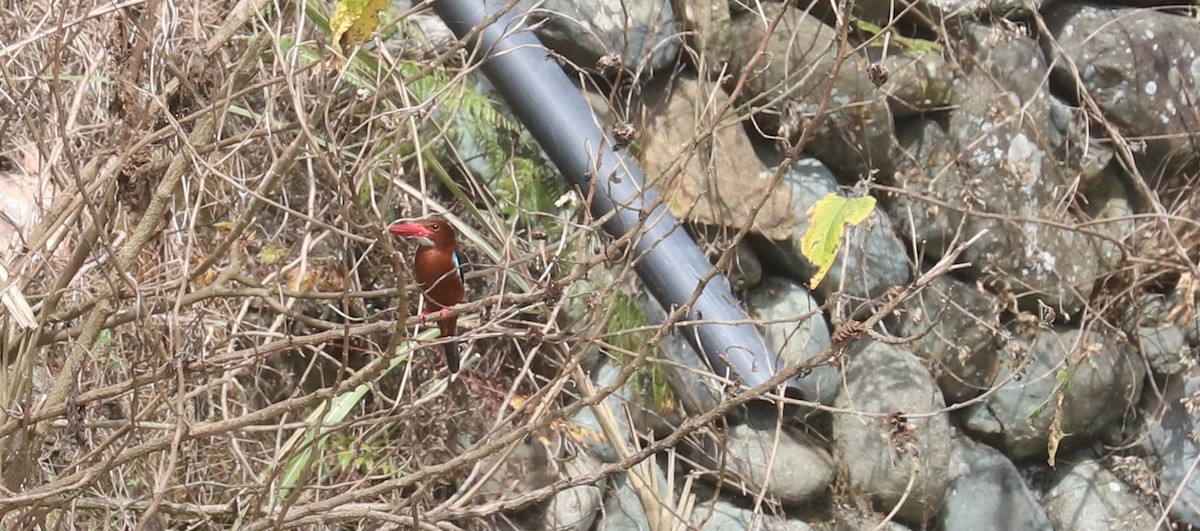 Brown-breasted Kingfisher - ML636282158