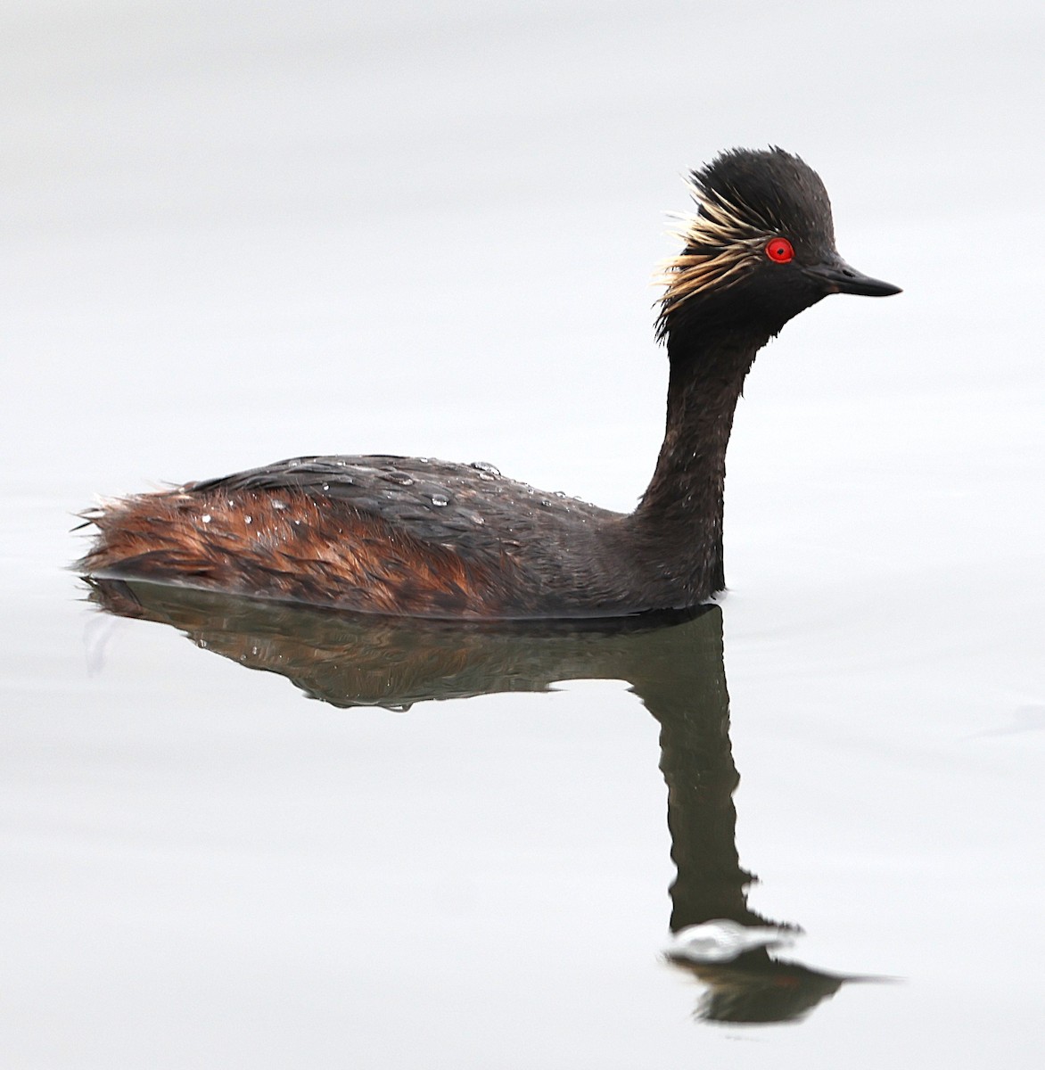 Eared Grebe - ML636282206