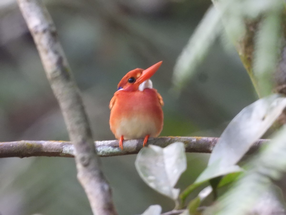 Philippine Dwarf-Kingfisher - ML636282207
