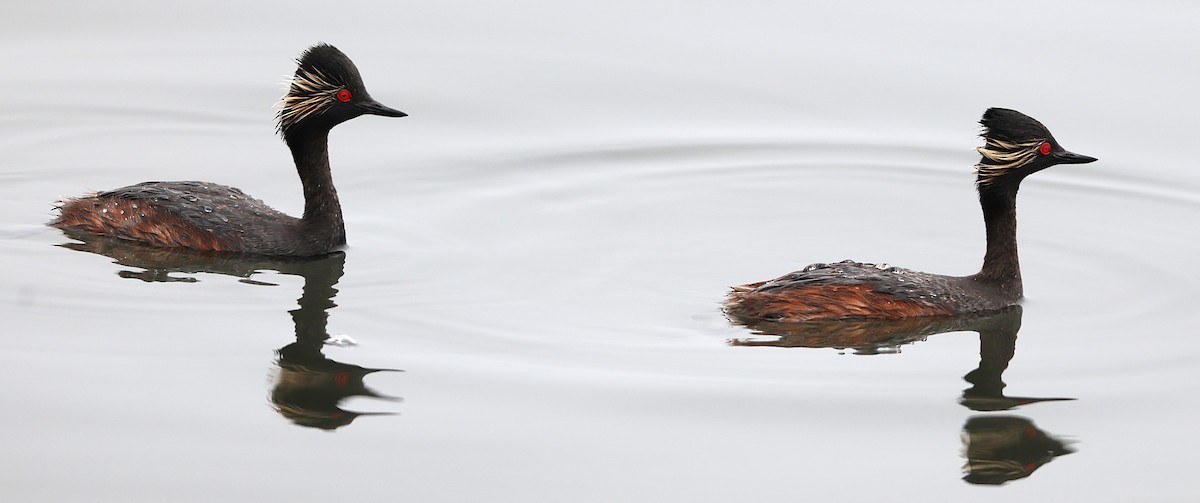 Eared Grebe - ML636282218