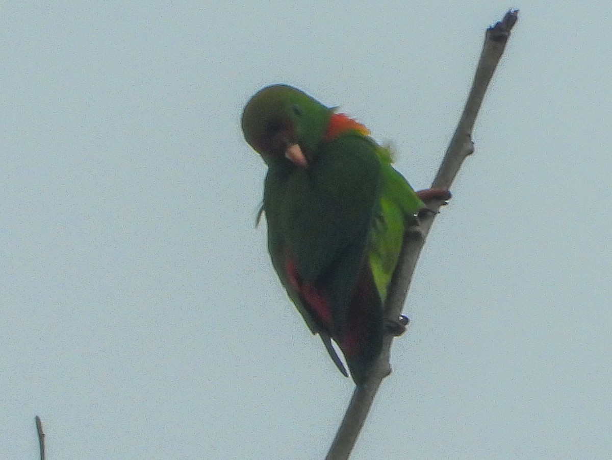 Philippine Hanging-Parrot - ML636282228
