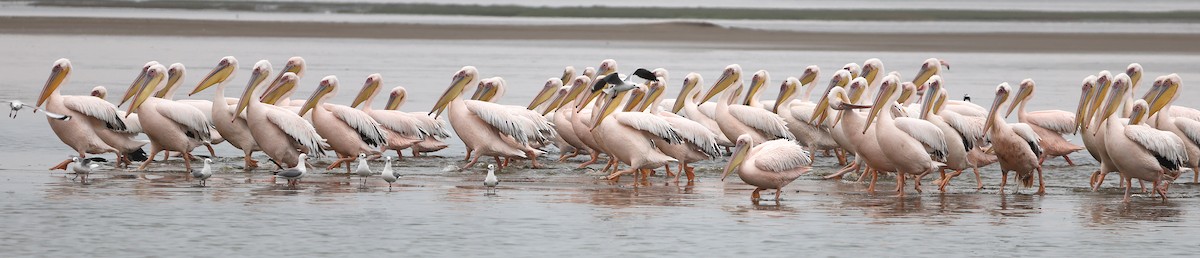 Great White Pelican - ML636282252
