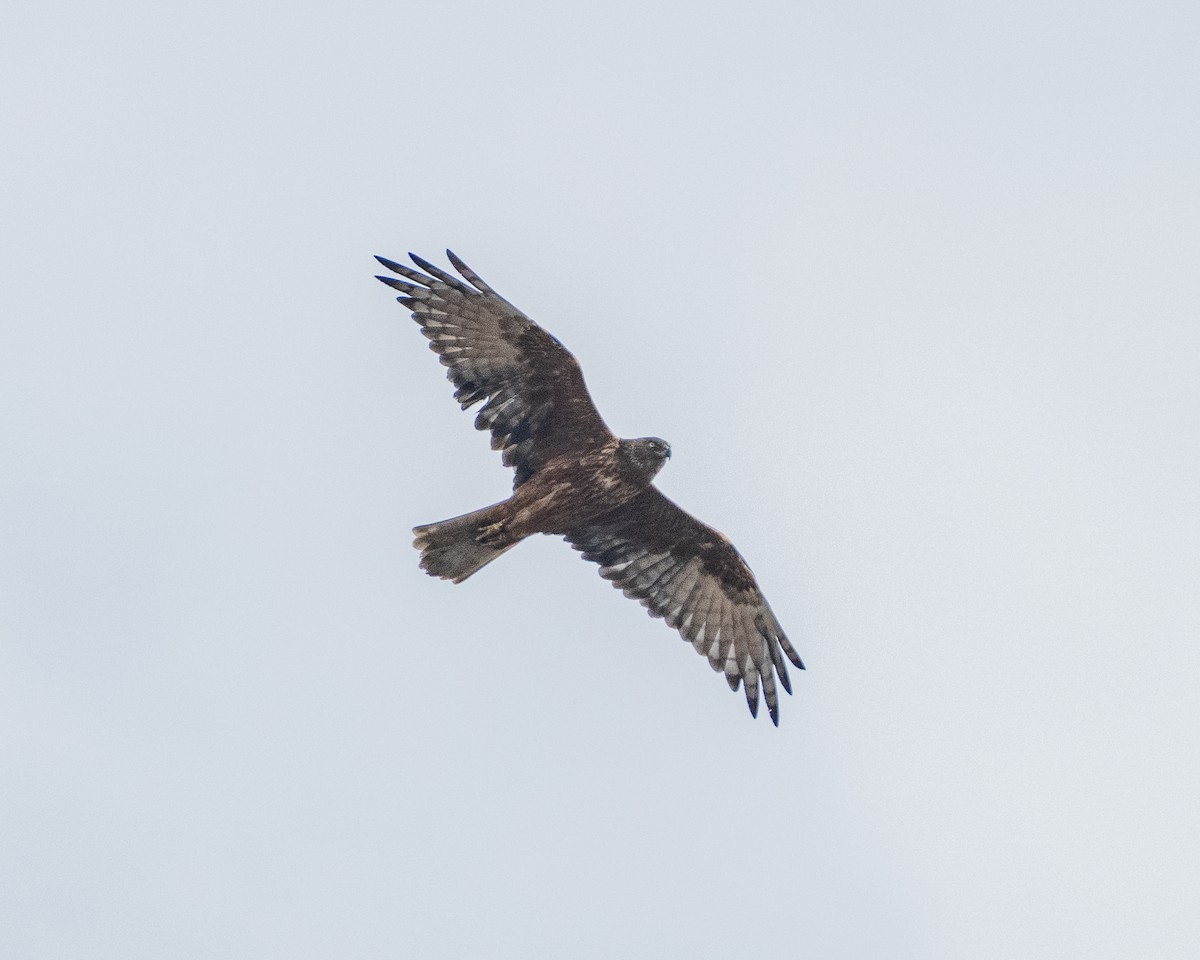Swamp Harrier - ML636282266