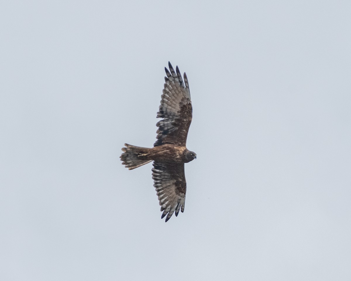 Swamp Harrier - ML636282273