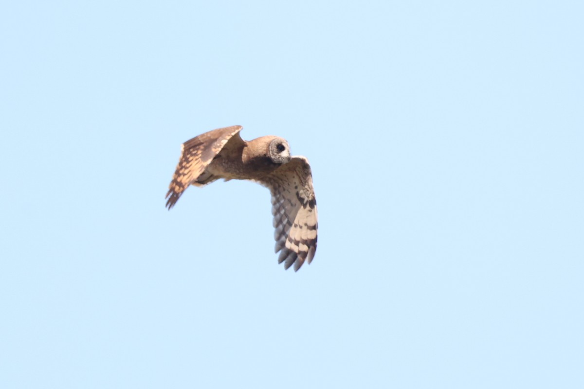 Marsh Owl - ML636282373