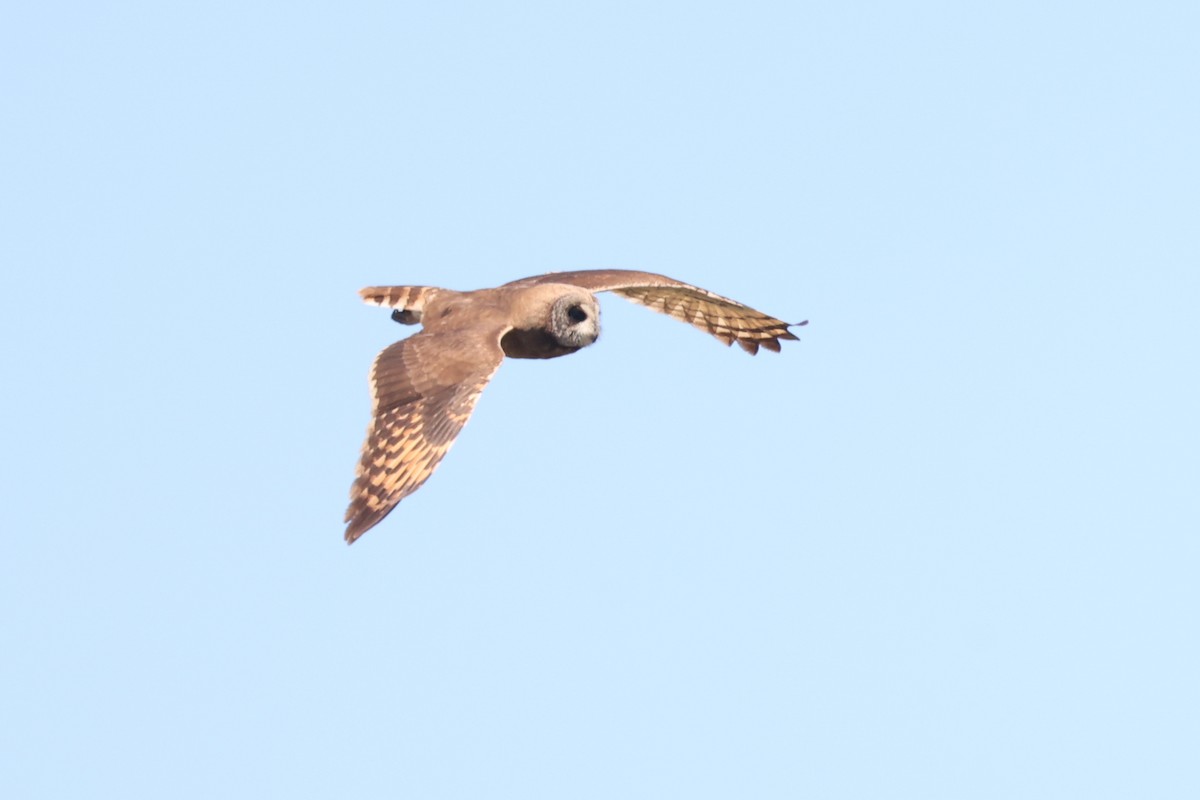 Marsh Owl - ML636282375