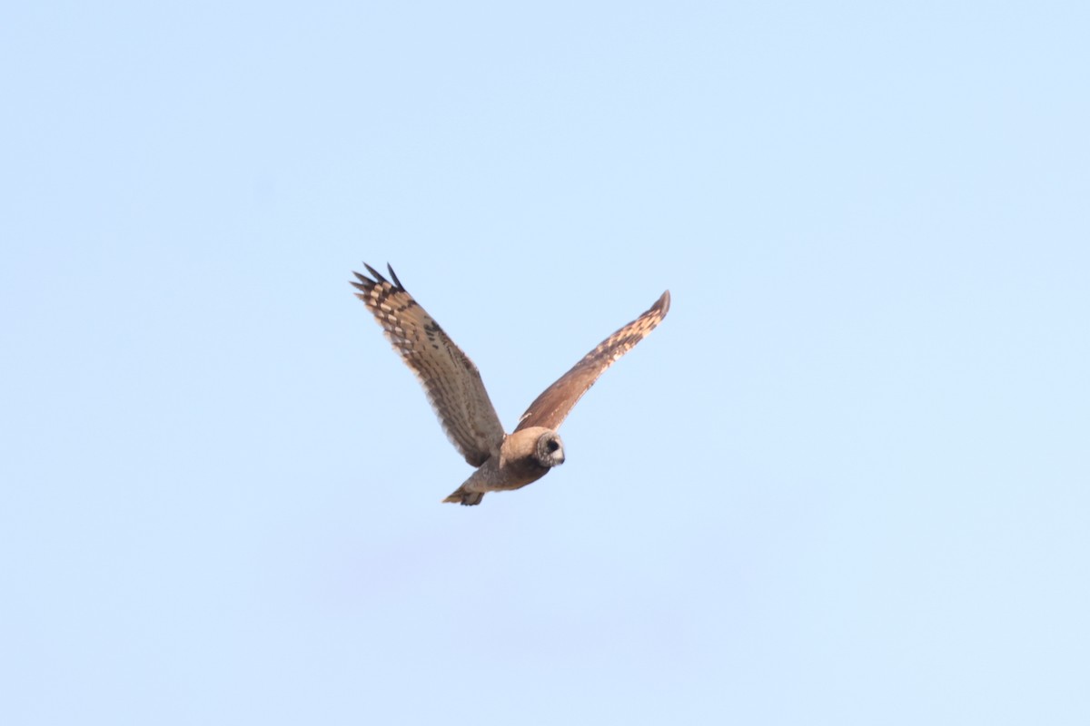 Marsh Owl - ML636282376
