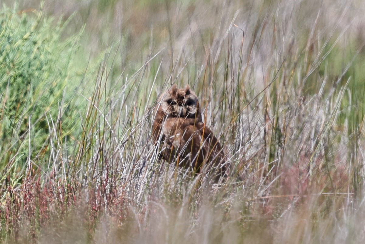 Marsh Owl - ML636282377