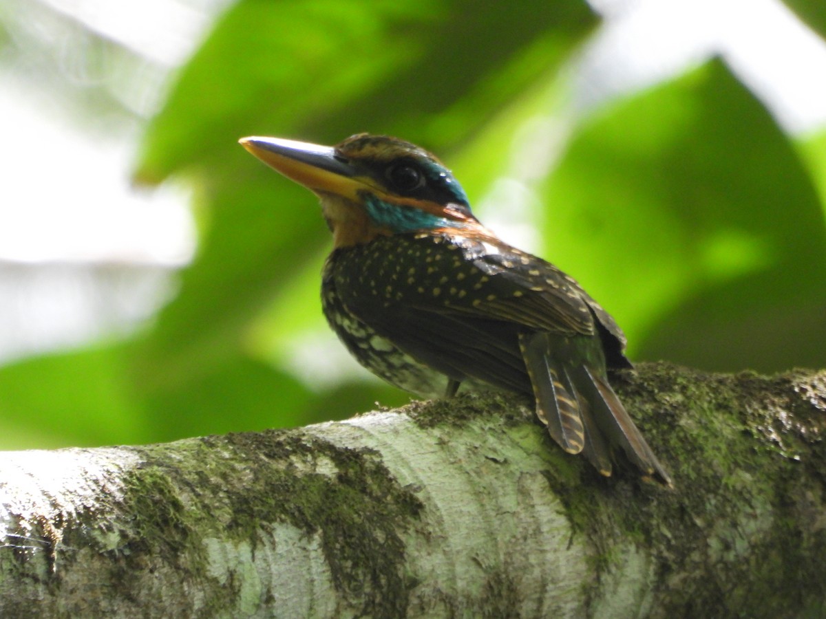 Spotted Kingfisher - ML636282382