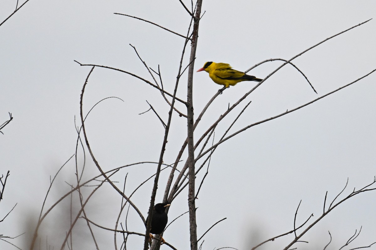 Black-naped Oriole - ML636282467