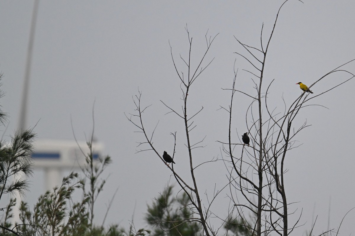 Black-naped Oriole - ML636282468