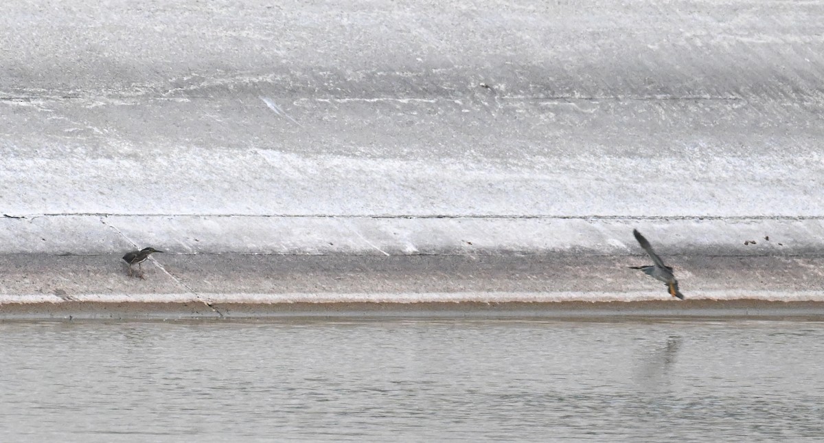 Little Heron - ML636282473