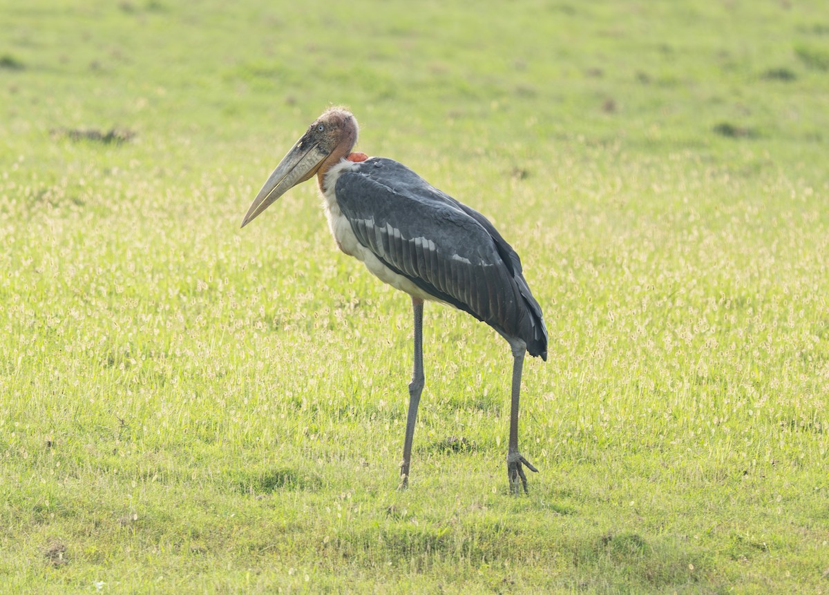 Greater Adjutant - ML636282474