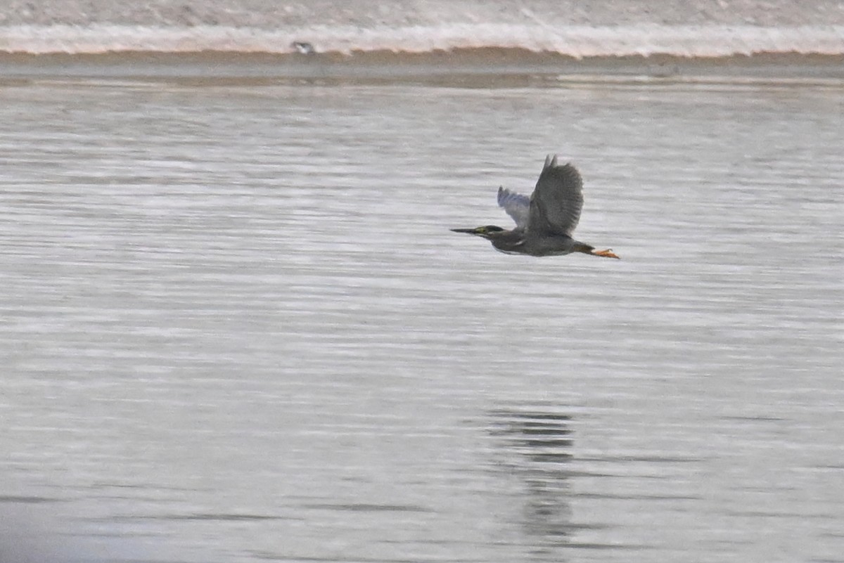 Little Heron - ML636282476