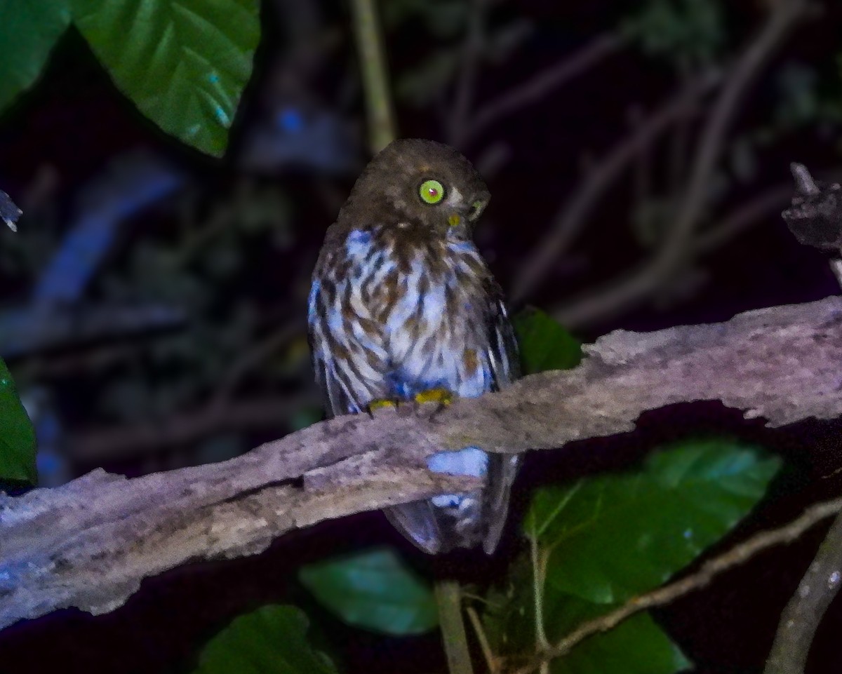 Luzon Boobook - ML636282493