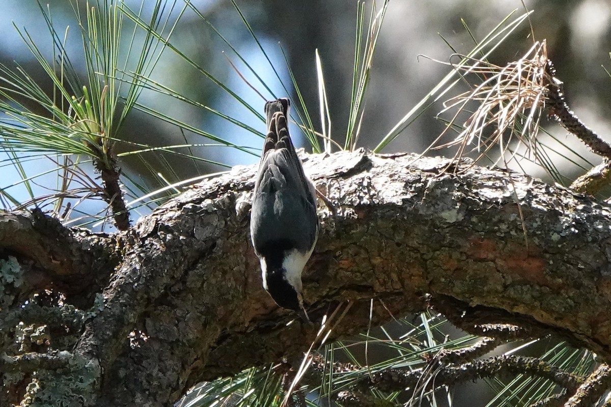 White-breasted Nuthatch - ML636282514