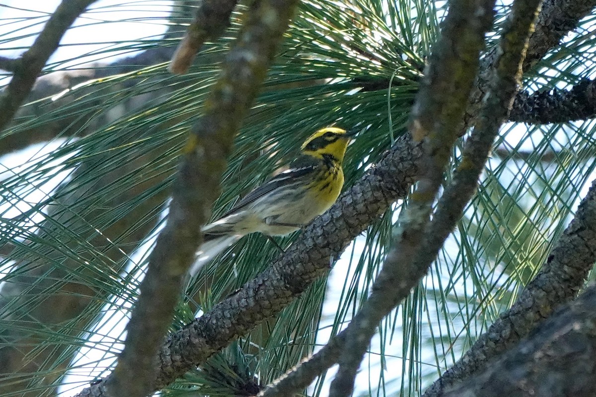 Townsend's Warbler - ML636282525