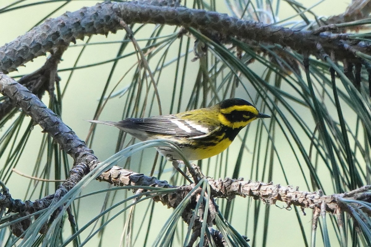 Townsend's Warbler - ML636282542