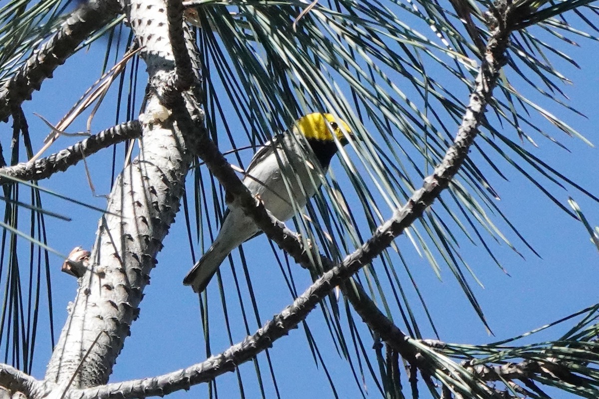 Hermit Warbler - ML636282556