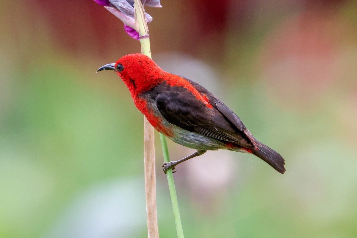 Sulawesi Myzomela - ML636282587