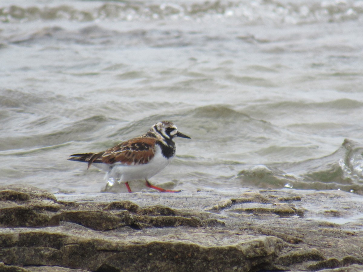 Ruddy Turnstone - ML636282589