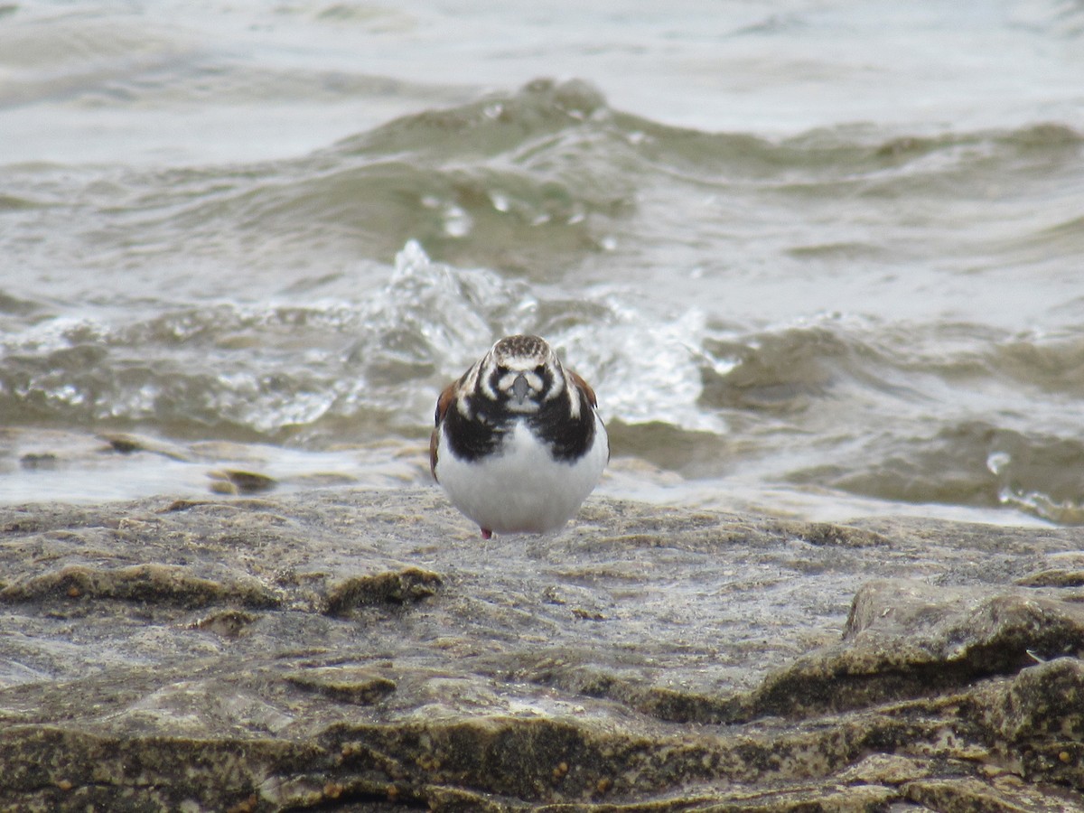 Ruddy Turnstone - ML636282592