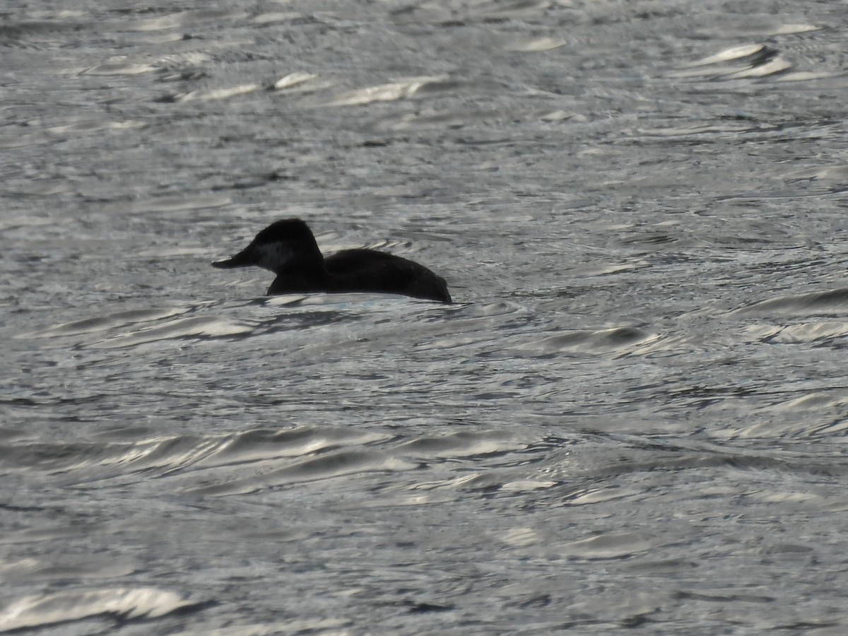 Ruddy Duck - Lauren Boerger