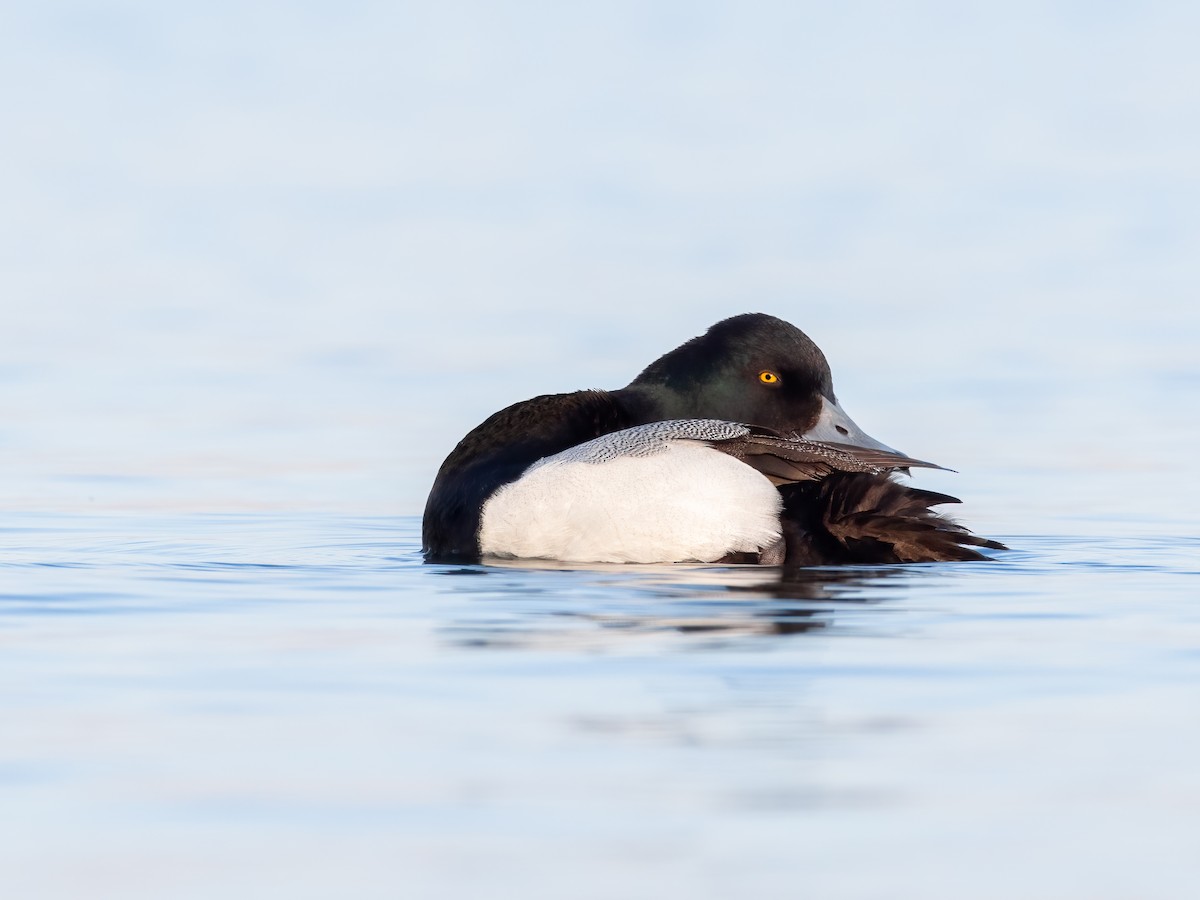 小斑背潛鴨 - ML636282653