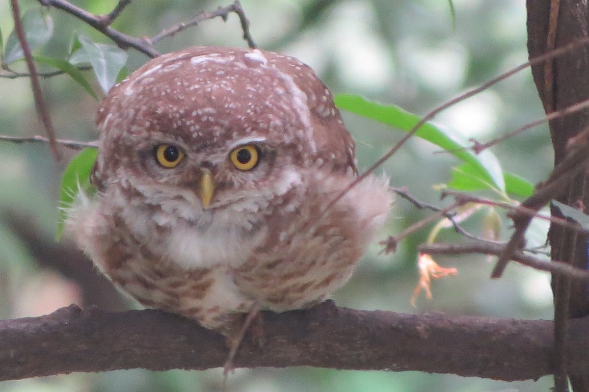 Spotted Owlet - ML636282717