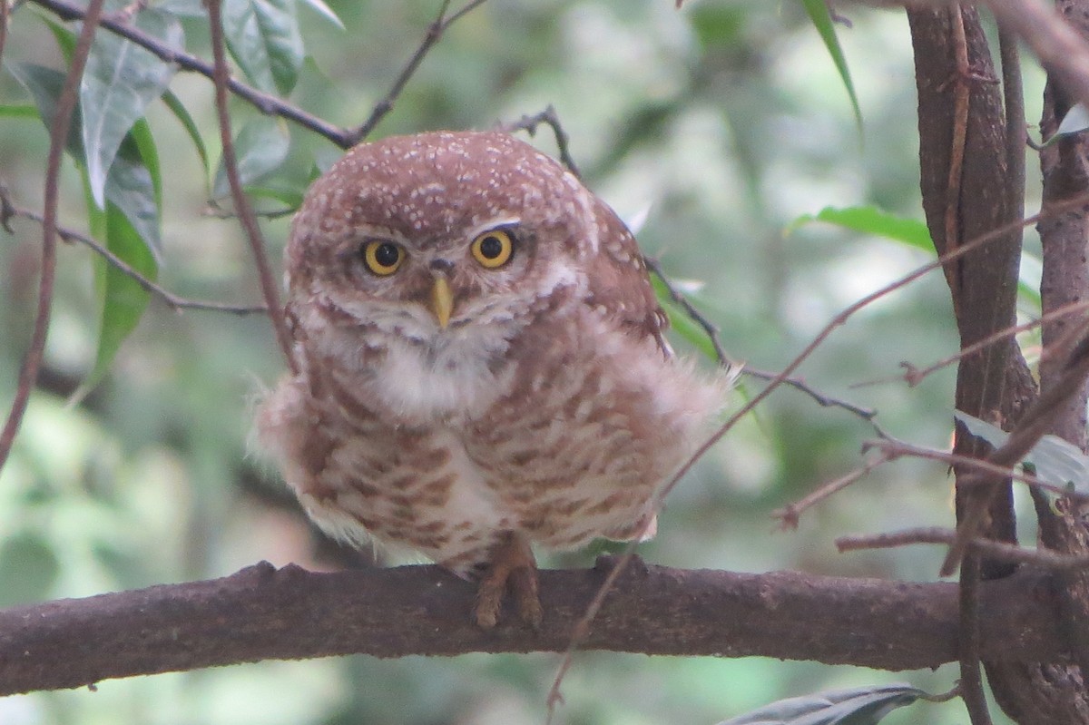 Spotted Owlet - ML636282718