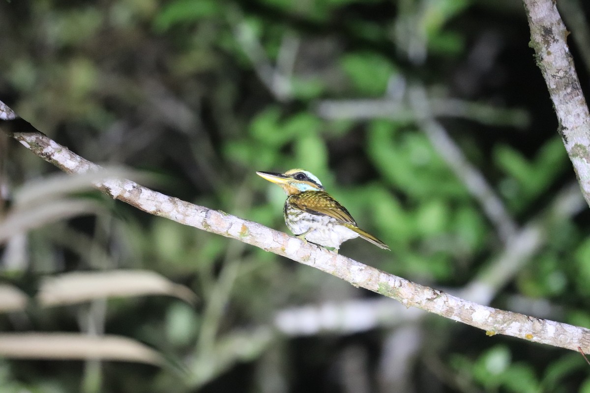 Spotted Kingfisher - ML636282772