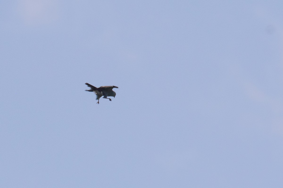 Mississippi Kite - ML636282789