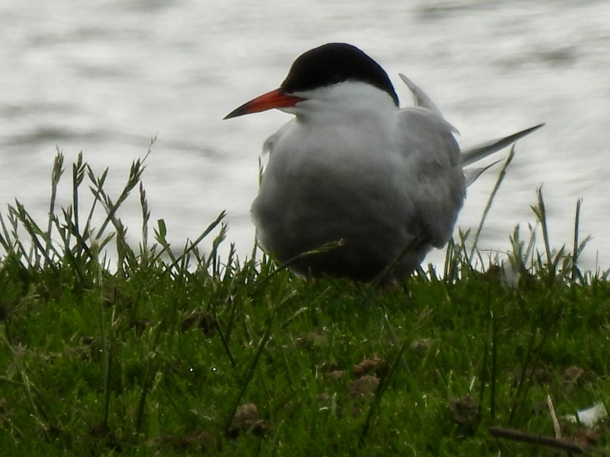 燕鷗 - ML636282804