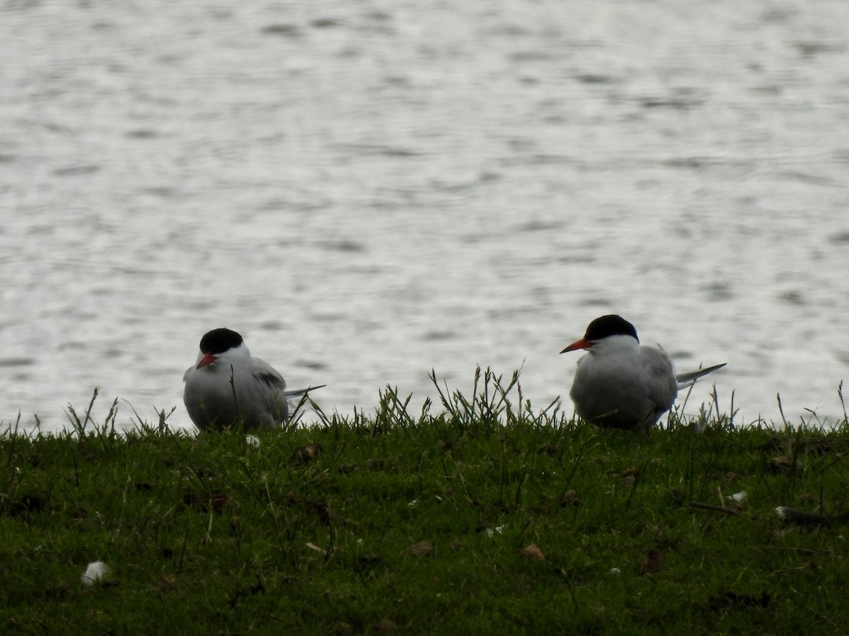 燕鷗 - ML636282805